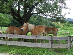 13-St. Lorenzen ob Murau