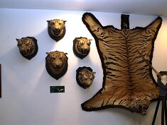 Vadászati kiállítás