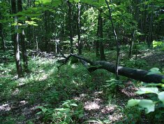 0517 Várpalota, Tési erdő