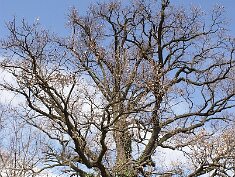 0315 Csókakő-Dunakanyar