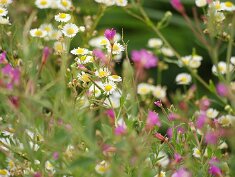 0801 Szilvásvárad-Dédestapolcsány