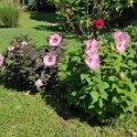 20210809Hibiszkusz