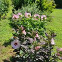 20210809Hibiszkusz2