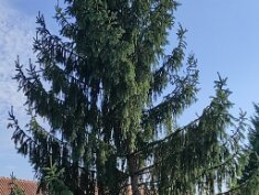 1004-Fenyőkivágás