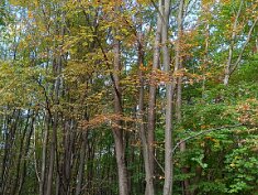 1016-Pilisszentlélek-Zebegény